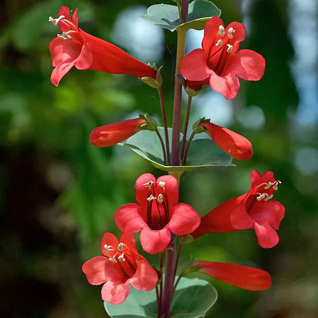 Penstemon murrayanus | Scarlet Beardtongue | 10 Seeds