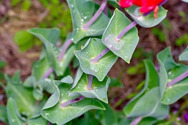 Penstemon murrayanus | Scarlet Beardtongue | 10 Seeds