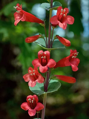 Penstemon murrayanus | Scarlet Beardtongue | 10 Seeds