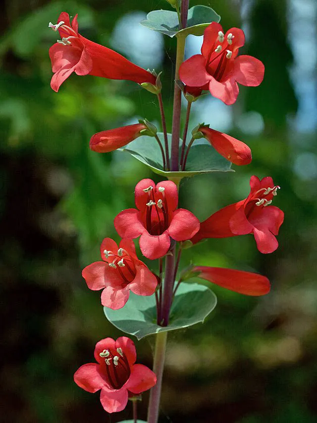 Penstemon murrayanus | Scarlet Beardtongue | 10 Seeds