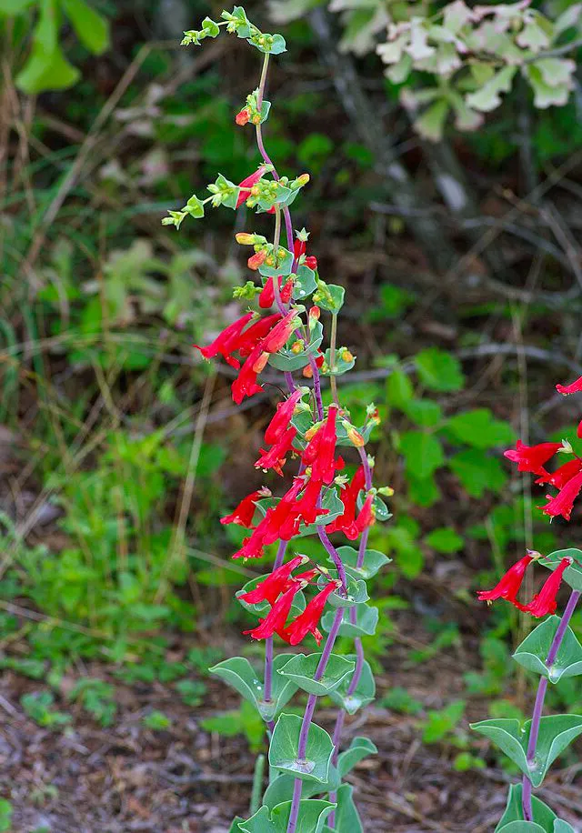 Penstemon murrayanus | Scarlet Beardtongue | 10 Seeds